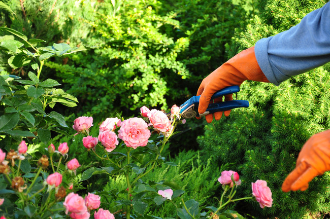 Pipravte zahradu na jaro