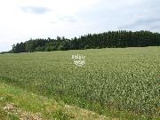 Nabízíme k prodeji zemědělské pozemky v k.ú. Batelov na Vysočině