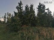 Prodej lesnho pozemku 5.835 m2  u echtic