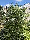 Pron�jem bytu 1+kk, 29 m2, ulice Jaselsk� , Prah 6- Bubene�