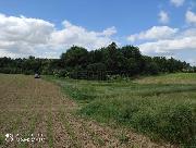 Prodej, Les o v�m��e 8844m2, obec Bravantice, okr. Nov� Ji��n