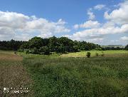 Prodej, Les o v�m��e 8844m2, obec Bravantice, okr. Nov� Ji��n