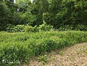 Prodej, Les o v�m��e 8844m2, obec Bravantice, okr. Nov� Ji��n