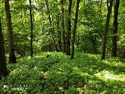 Prodej, Les o v�m��e 8844m2, obec Bravantice, okr. Nov� Ji��n