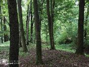 Prodej, Les o v�m��e 8844m2, obec Bravantice, okr. Nov� Ji��n