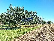 Prodej zahrady 1158m2