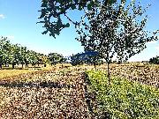 Prodej zahrady 1158m2