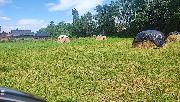 Prodej pozemk�-zahrad, ve Vy�kov�
