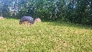 Prodej pozemk�-zahrad, ve Vy�kov�