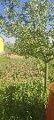 Prodej stavebn�ho pozemku na �adov� RD v obci Vini�n� �umice