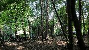 Stavebn� pozemek 770 m2 u lesa