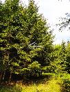 Prodej lesn�ho pozemku 8 890 m2, �irovnice